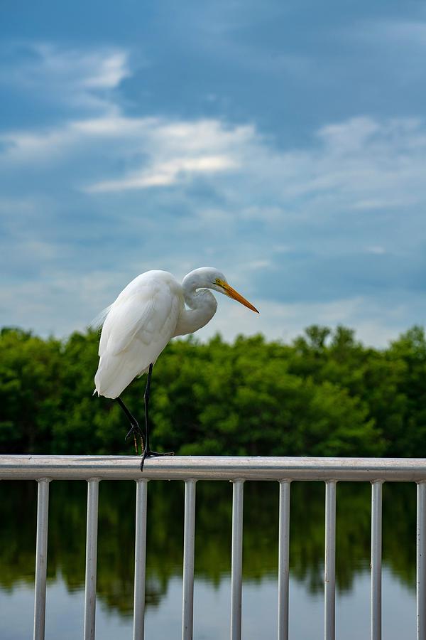 Great Egret Photograph by Susan Rydberg