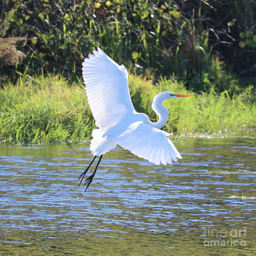 Great Egret Takeoff Square Photograph by Carol Groenen