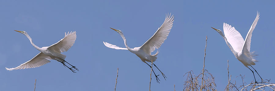 Great Egret Takes Flight Photograph by Rick Shea