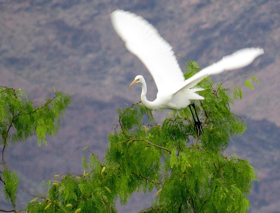Great Egret Taking Off Photograph by Adrienne Wilson