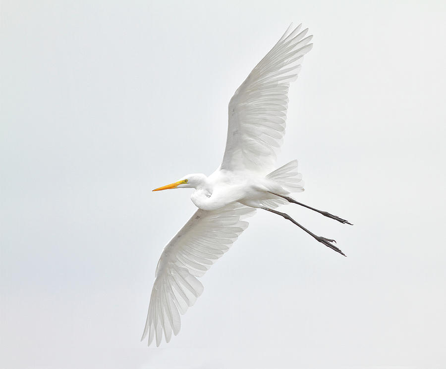 Great Egret Taking Off Photograph by Bmse