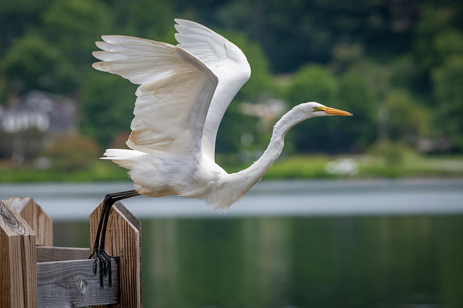 Great Egret Taking Off Photograph by Robert J Wagner
