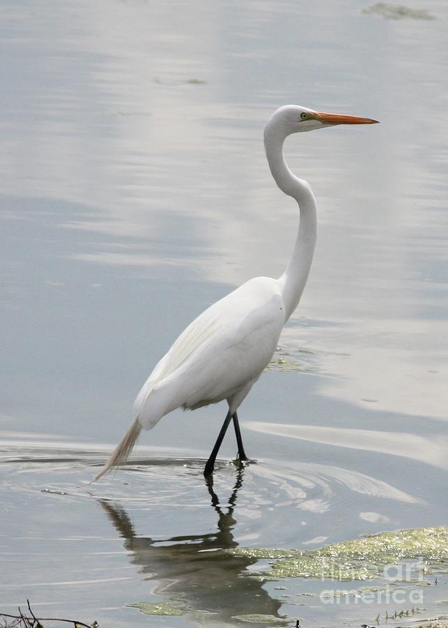 Great Egret through Peaceful Pond Photograph by Carol Groenen