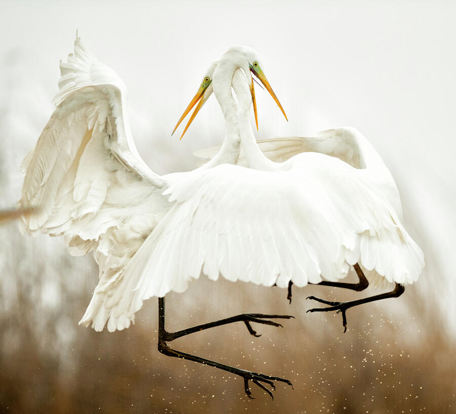 Great Egret Two Fighting In Flight, Lake Csaj, Kiskunsagi Photograph by Bence Mate / Naturepl.com Great Egret Two Fighting In Flight, Lake Csaj, Kiskunsagi Photograph by Bence Mate / Naturepl.com