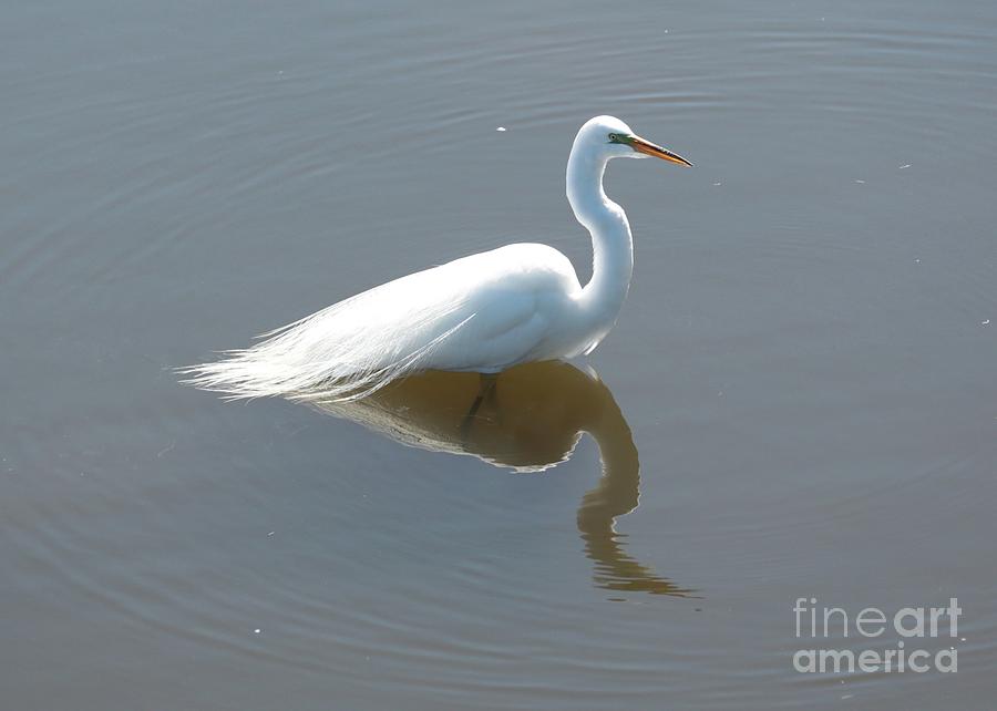 Great Egret Wading Photograph by Carol Groenen