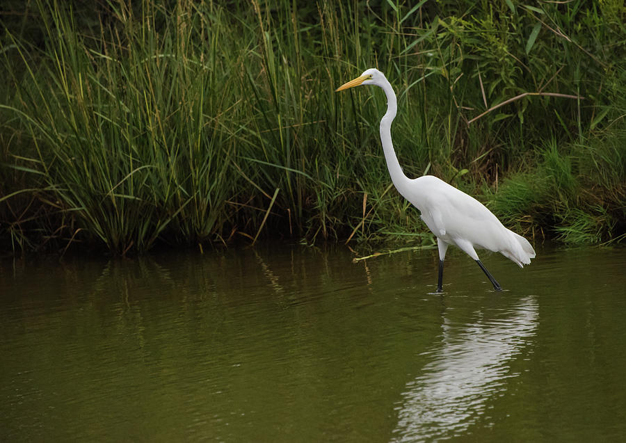 Great Egret Walking Photograph by Jennifer Ancker