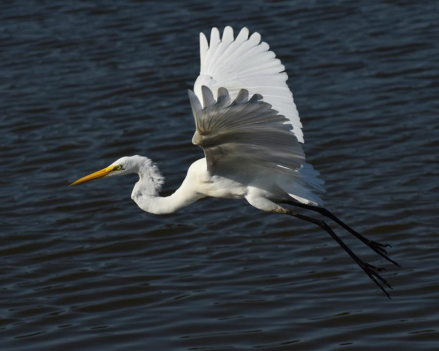 Great Egret Water Reflection Photograph by Chip Gilbert