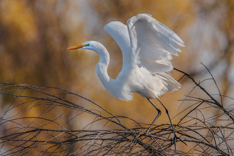 Egret Photograph - Great Egret by Wei Liu