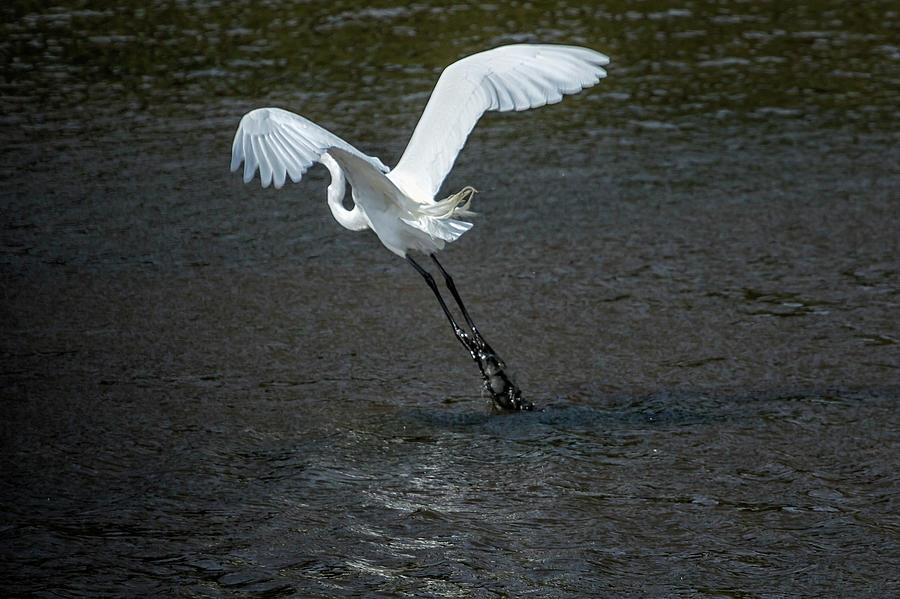 Great Egret Wings And Legs Photograph by Belinda Greb