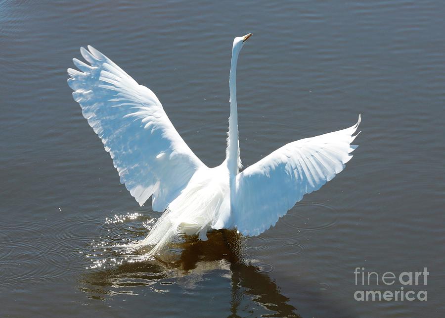 Great Egret Wings in Water Photograph by Carol Groenen