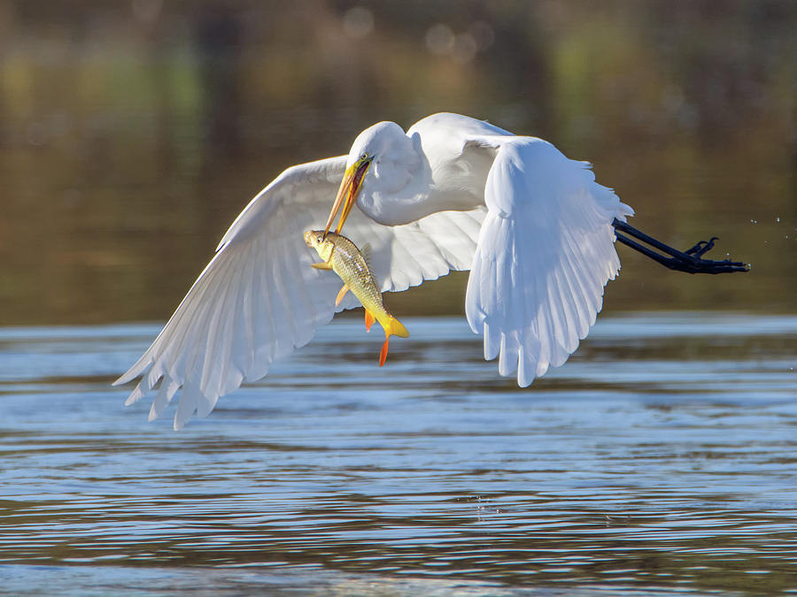 Great Egret with Fish 1250-111818-1cr Photograph by Tam Ryan