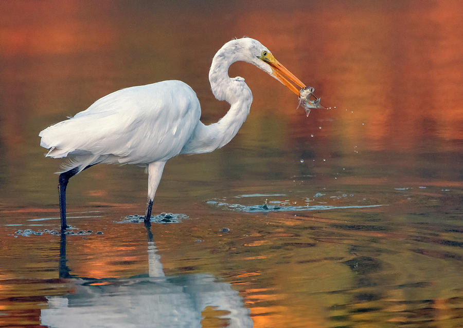 Great Egret with Fish 2090-082819 Photograph by Tam Ryan