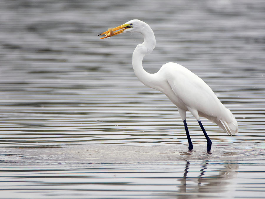 Great Egret with Fish 3273-100318-1cr Photograph by Tam Ryan