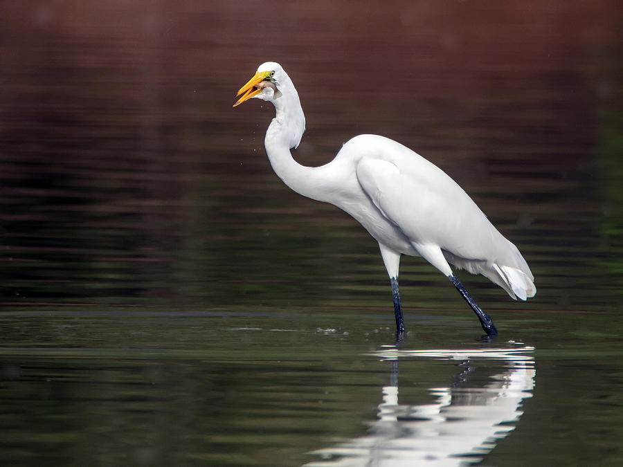 Great Egret with Fish 3284-100318-1cr Photograph by Tam Ryan