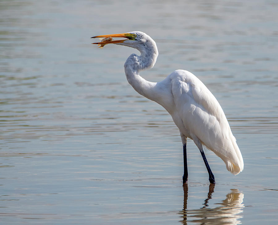 Great Egret with Fish 4946-091119 Photograph by Tam Ryan
