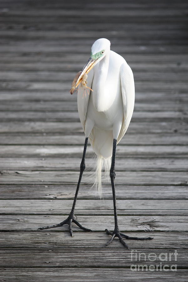 Great Egret with Shrimp Photograph by Carol Groenen