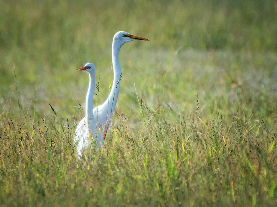 Great Egrets 3243-092518-1cr Photograph by Tam Ryan