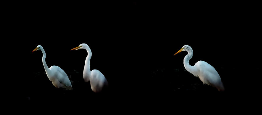 Great Egrets 3295-090519 Photograph by Tam Ryan