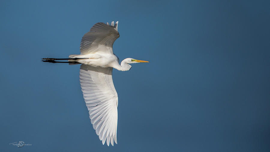 Great Egrets flight Photograph by Torbjorn Swenelius