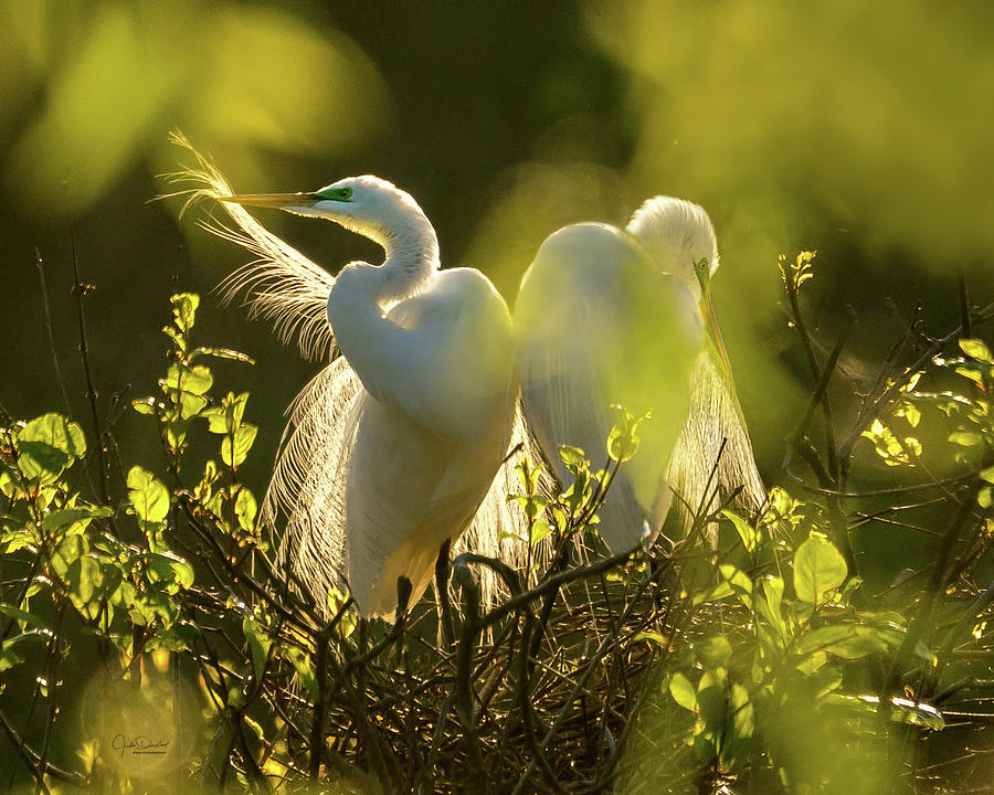 Great Egrets in the Early Morning Sun Photograph by Judi Dressler