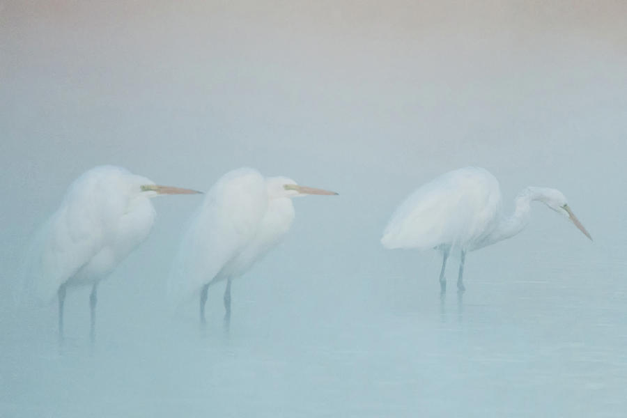 Great Egrets in the Mist 1998-012118-3cr Photograph by Tam Ryan