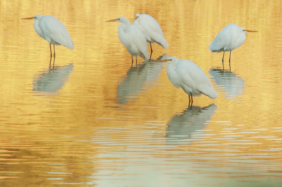 Great Egrets on Golden Pond 5005-112813-7e-cr Photograph by Tam Ryan