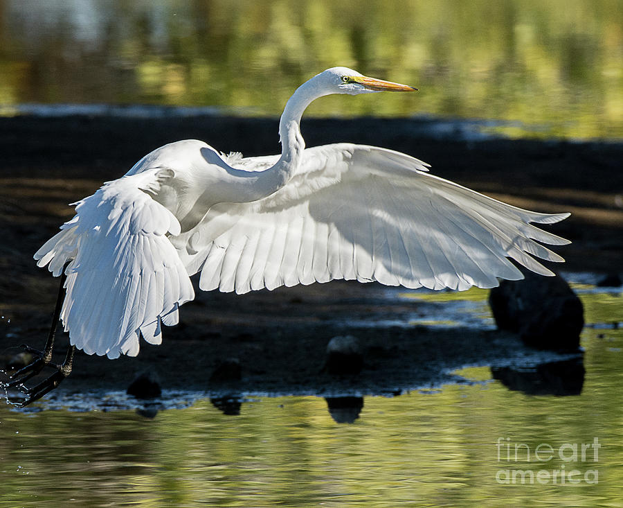 Great Egret #6 Photograph by Dennis Hammer
