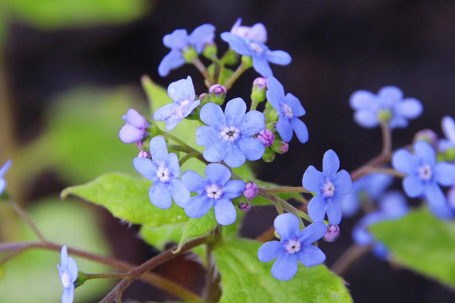 Great Forget-me-not Flowers Photograph