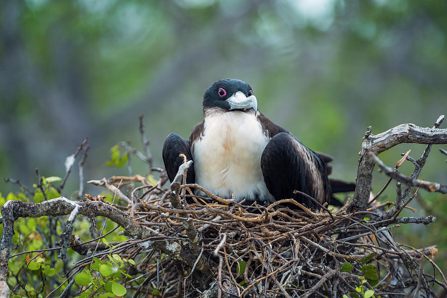 Great Frigatebird Female On Nest Photograph by Tui De Roy