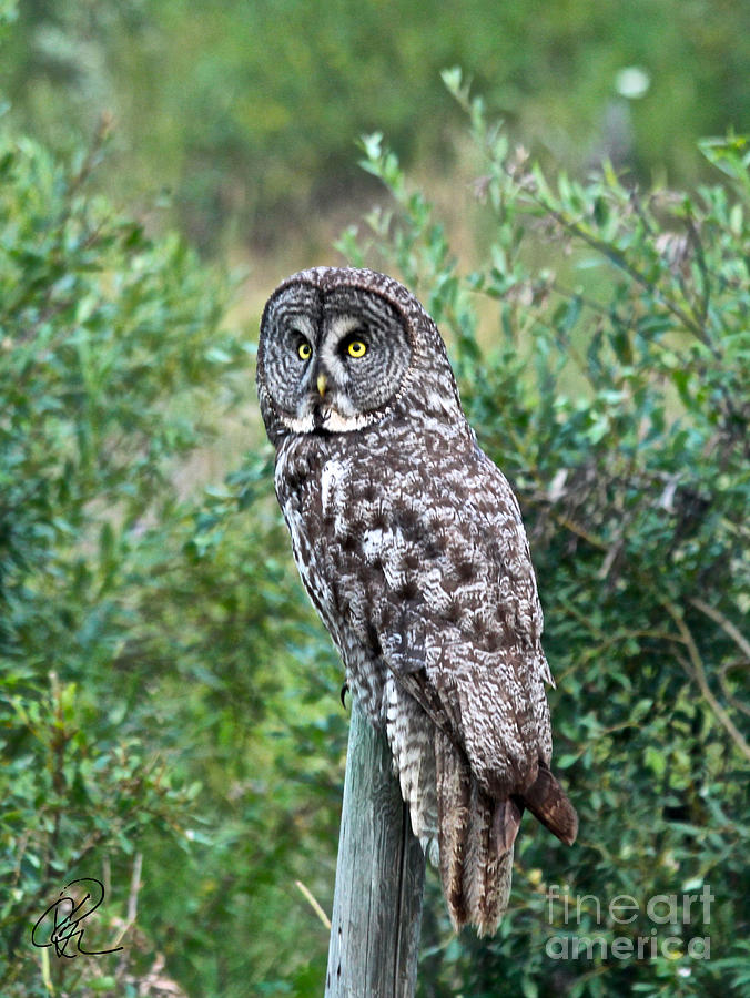 Great Gray Owl Photograph by Ann E Robson