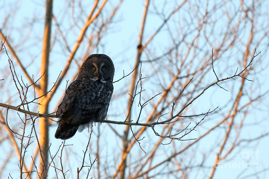 Great Gray Owl at sunset Photograph by Heather King