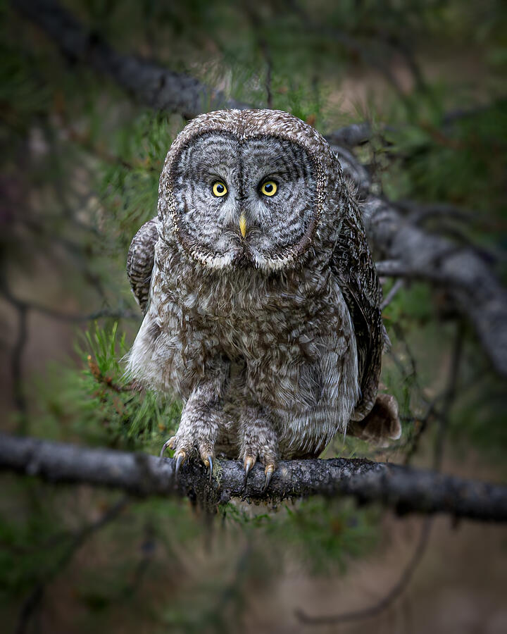 Wildlife Photograph - Great Gray Owl -grand Teton Nps by Wanghan Li