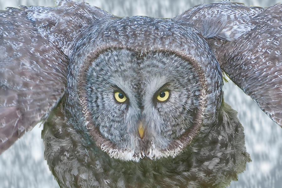 Great Gray Owl in Falling Snow by Mark Miller Great Gray Owl in Falling Snow by Mark Miller