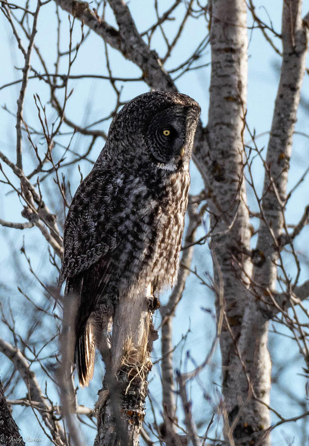 Great Gray Owl Photograph by Jody Partin