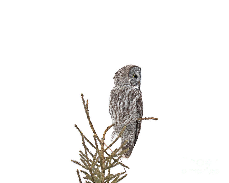 Great gray owl side profile Photograph by Heather King