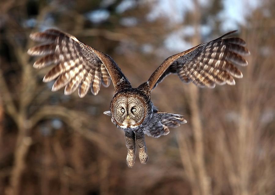 Owl Photograph - Great Gray Owl Swoops Down by Jim Cumming