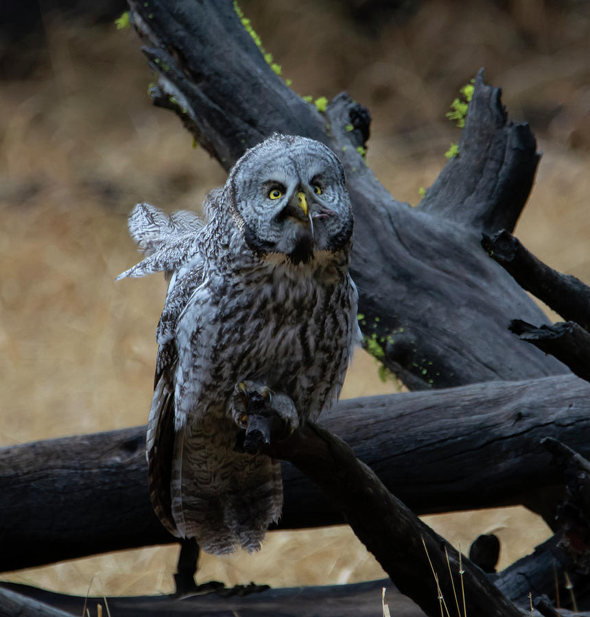 Great Gray Owl #5 of 5 Photograph by Patrick Nowotny