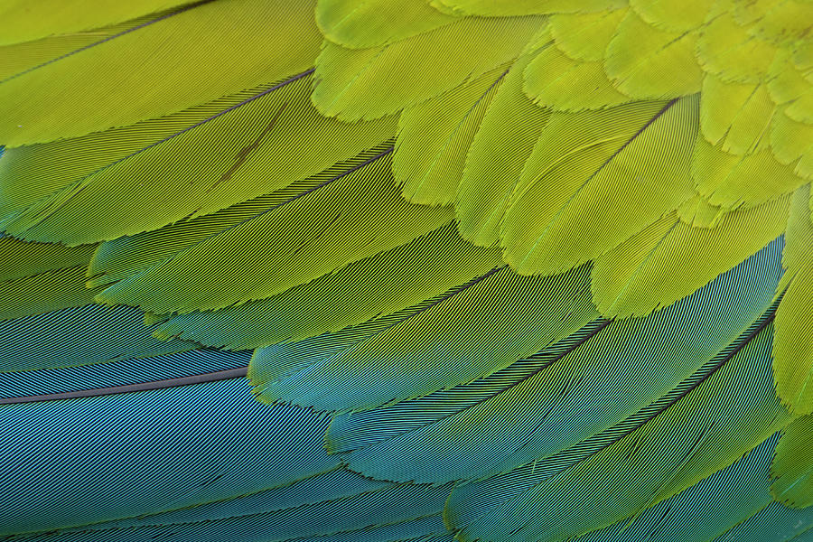 Wildlife Photograph - Great Green Macaw Close Up Of Feathers, Costa Rica by Edwin Giesbers /naturepl.com