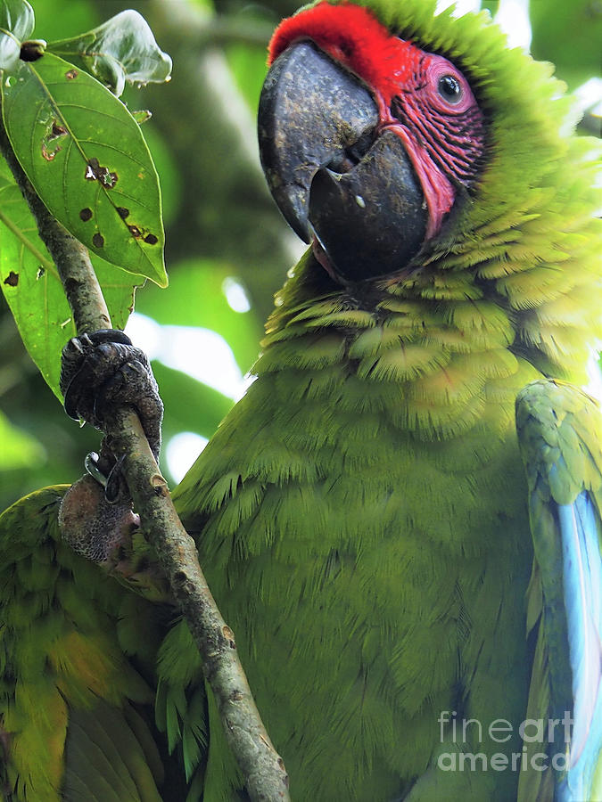 Great Green Macaw Photograph by Leslie Struxness
