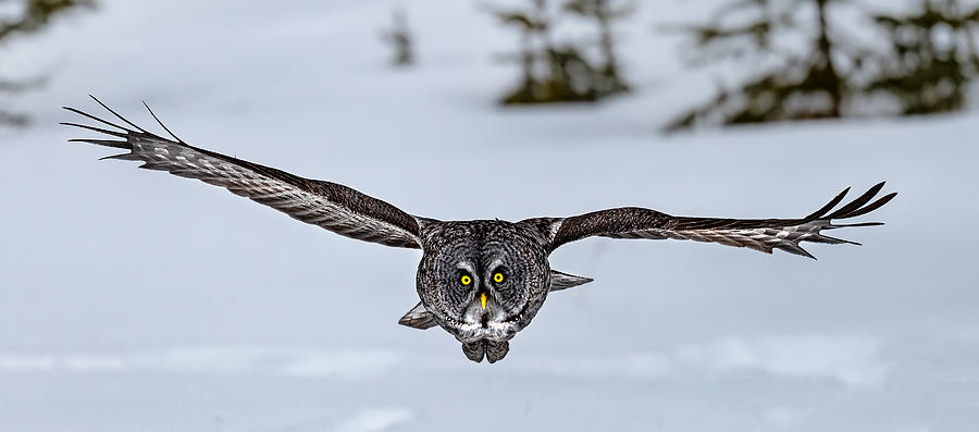 Great Grey Owl   ! Photograph by Jie  Fischer