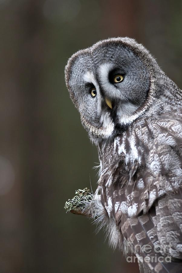 Great Grey Owl Photograph by Annie Haycock/science Photo Library
