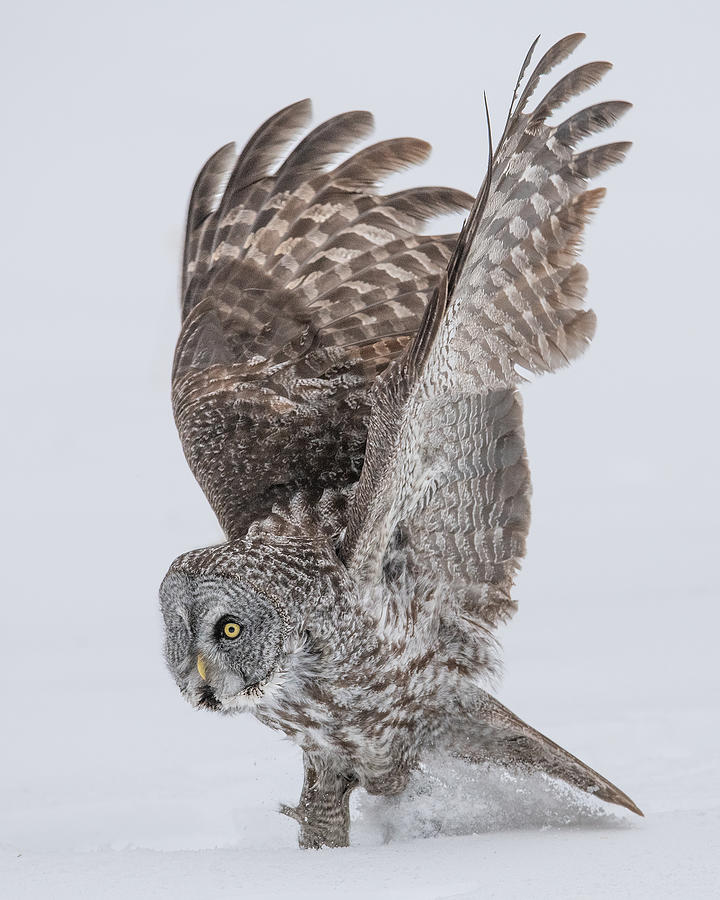 Great Grey Owl Photograph by Bo Wang