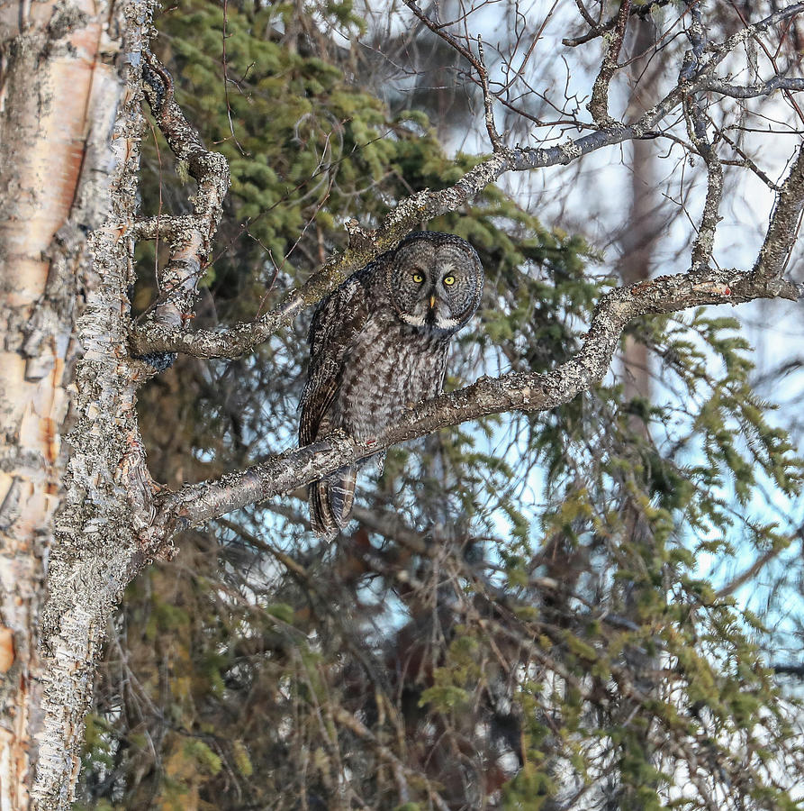 Great Grey Owl Camouflage Photograph