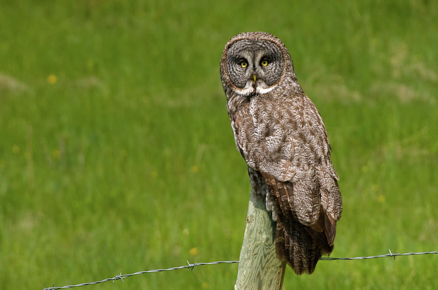Great Grey Owl Photograph by Chad Graham
