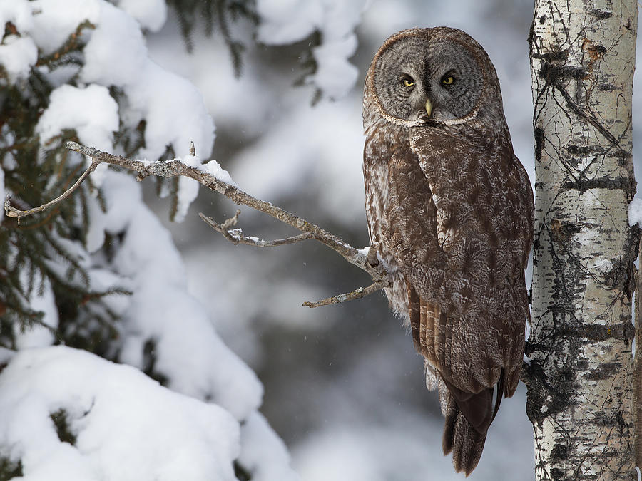 Great Grey Owl Photograph by Corey Hayes Great Grey Owl Photograph by Corey Hayes
