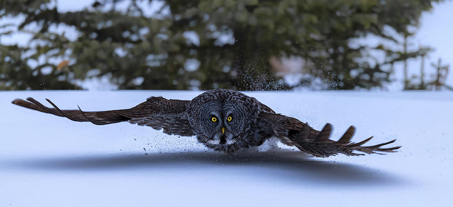 Wildlife Photograph - Great Grey Owl  Fly by Jie  Fischer