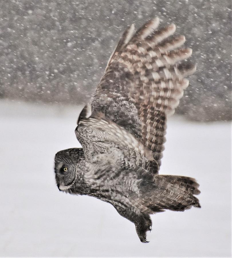 Great Grey Owl Flying - North Shore Photograph By Jan Swart