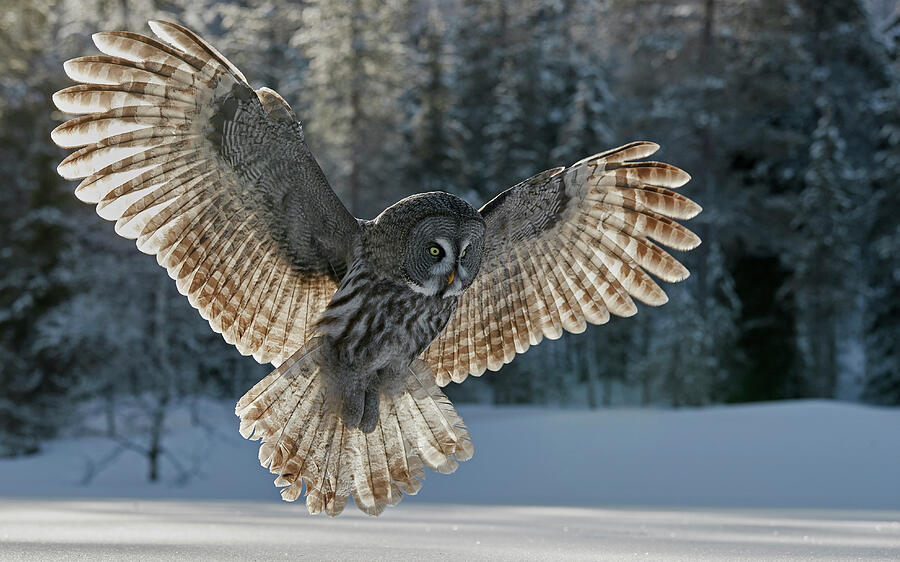 Bird Photograph - Great Grey Owl Hunting Over Snow, Woodland In Background. by Markus Varesvuo / Naturepl.com