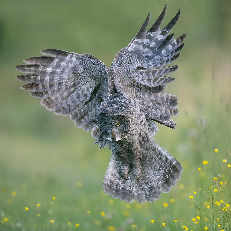 Wildlife Photograph - Great Grey Owl In Flight by Bo Wang