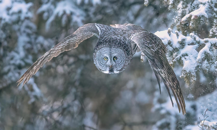 Great Grey Owl In Flight Photograph by Jasmine Suo